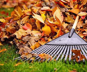 Rake and autumn leaves in the grass.