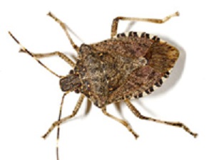 Get Rid of Stink Bugs for Good!