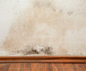 Mold on a white wall.