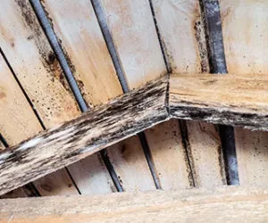 Maryland Homeowners, Check Your Attic: Ventilation, Insulation and Mold