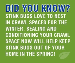 stink bugs crawl space did you know