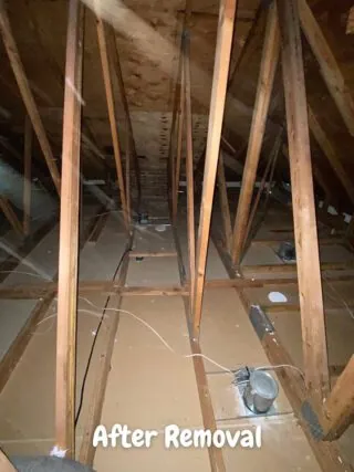 Attic rafters with faced fiberglass batt insulation removed, showing clean exposed wood framing and ventilation.