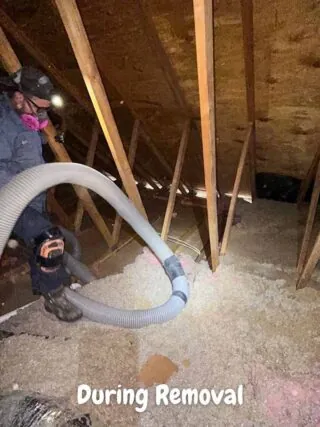 Worker vacuuming loose attic insulation with large hose during removal.